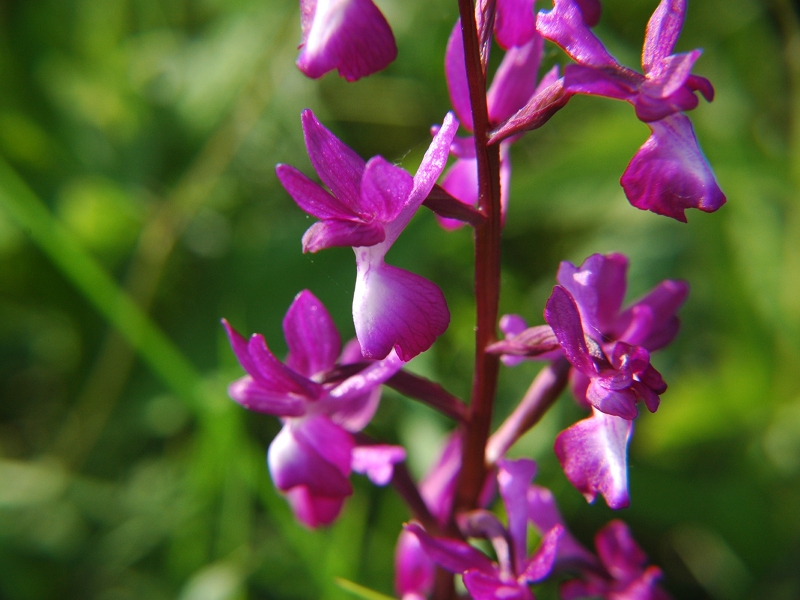 Orchidea Laxiflora